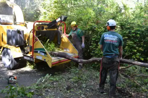 tree services Rio Pinar